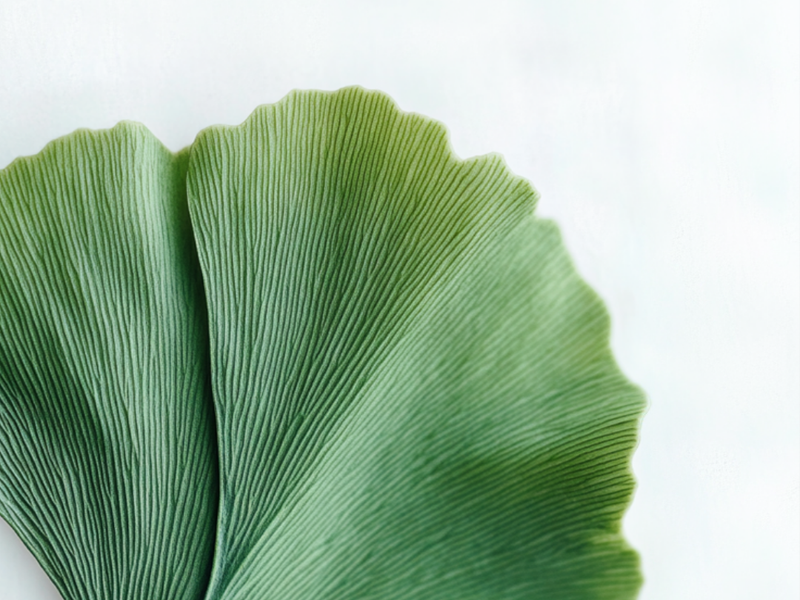 Ginkgo Biloba
