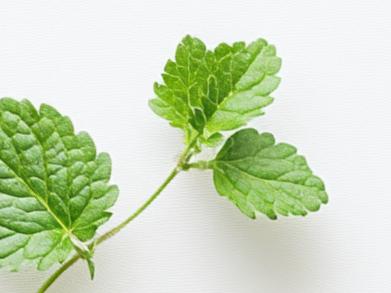 Lemon Balm