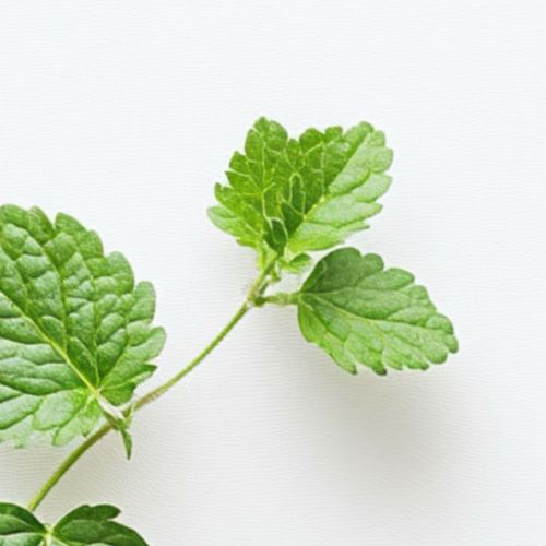 lemon balm glp 1 The Benefits of Lemon Balm lemon balm glp 1 The Benefits of Lemon Balm