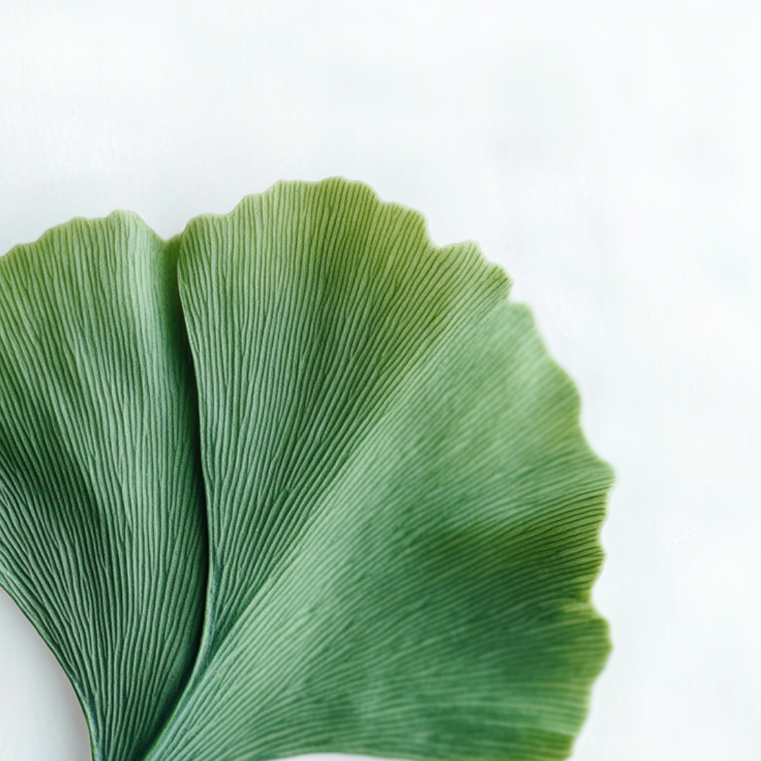 Ginkgo Biloba