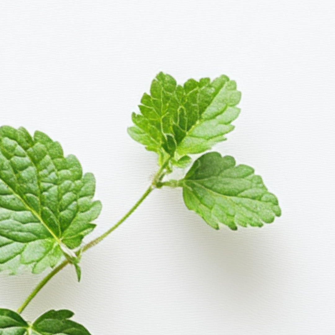 Lemon Balm