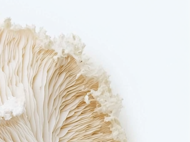 Lion's Mane Mushroom