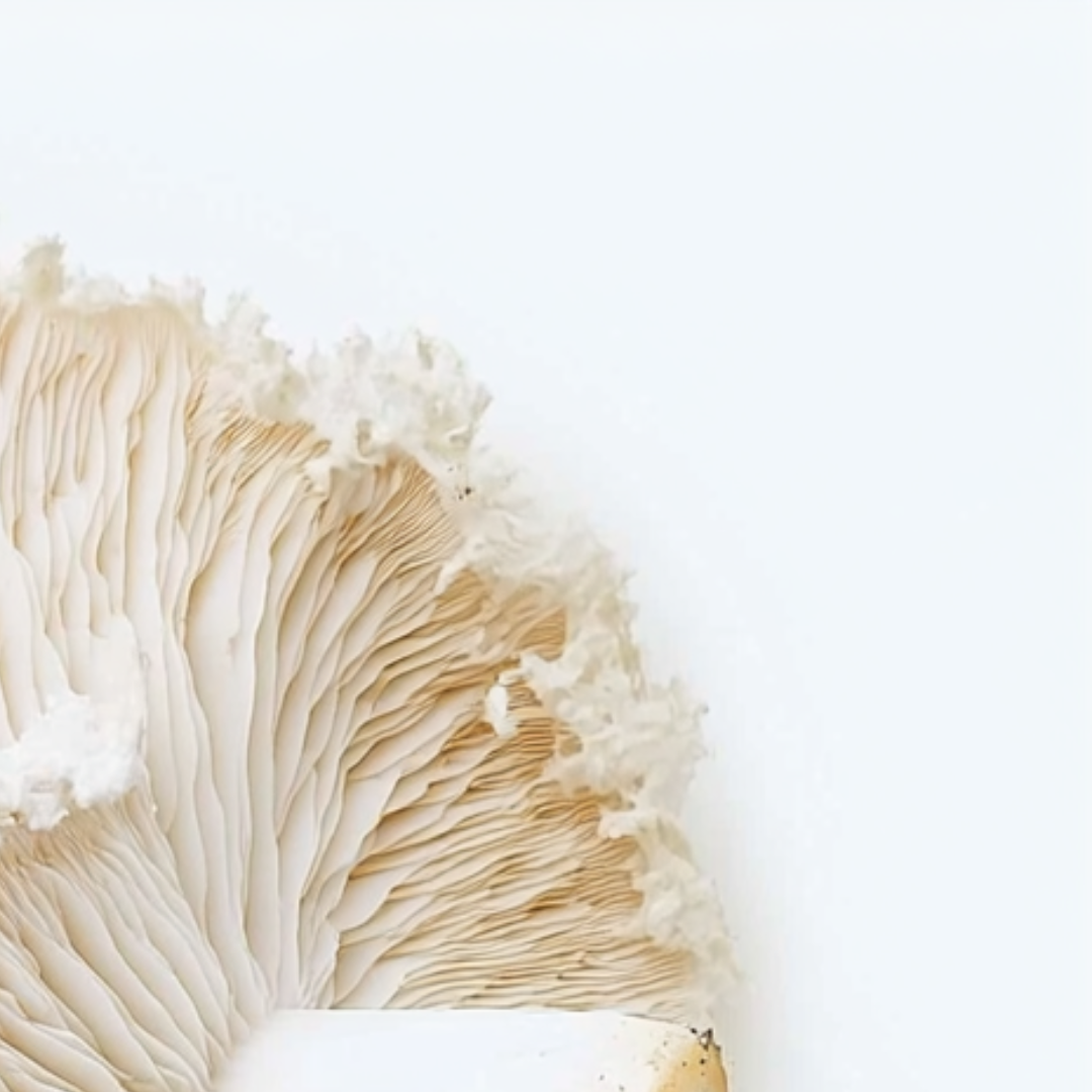 Lion's Mane Mushroom