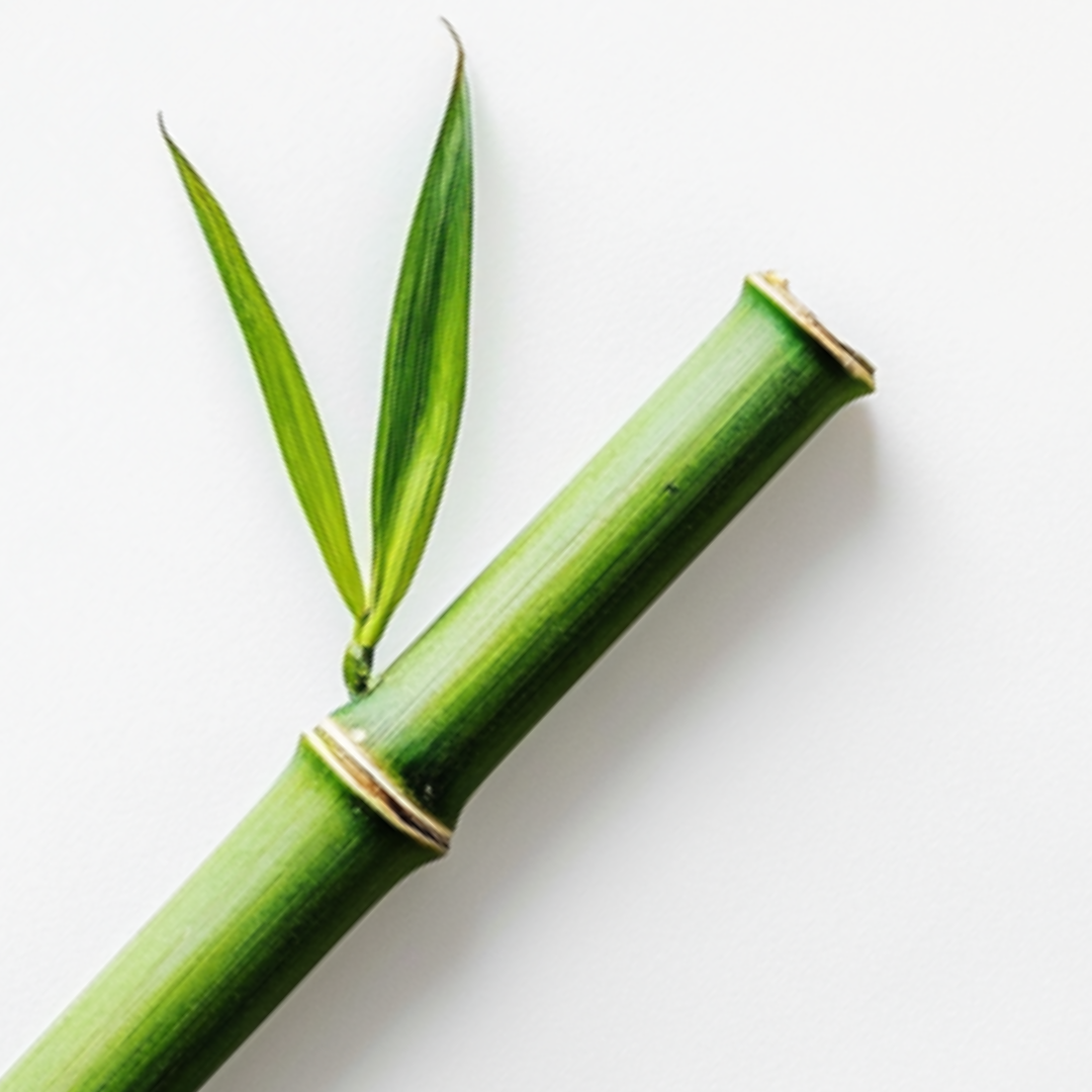 Bamboo Stem